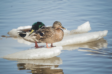 ducks are resting on the drifting ice floes © Dmitrii