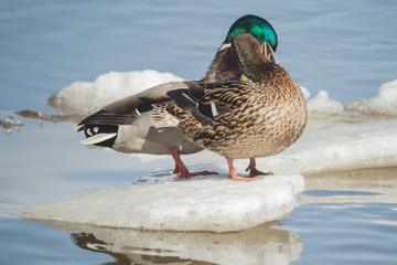 ducks are resting on the drifting ice floes © Dmitrii