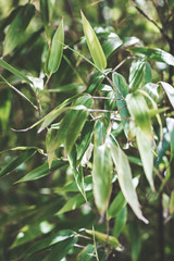 Bamboo plants shot in natural sunlight.