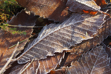 Feuilles givrées