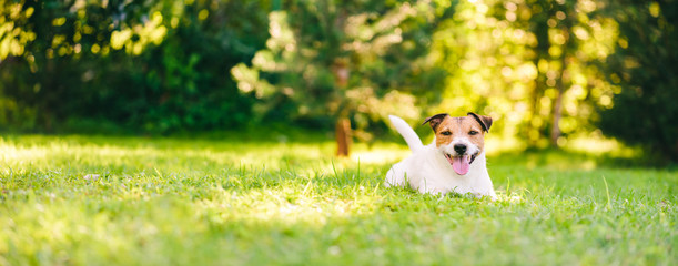 Happy Jack Russell Terrier pet dog lying down on green grass at back yard lawn