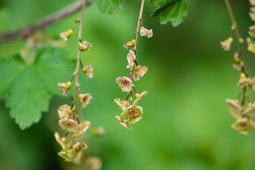 Red Currant Flowers in Bloom in Springtime