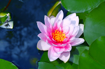 Bright pink water lily on a blue background.