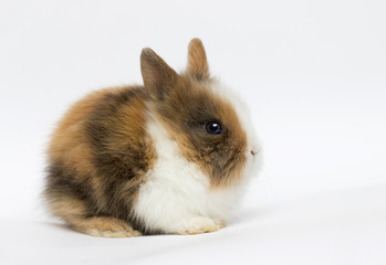 funny rabbit on a white background