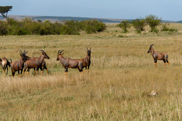 Naklejka na ściany i meble A herd of topis standing in the grasslands of Masai Mara National Reserve