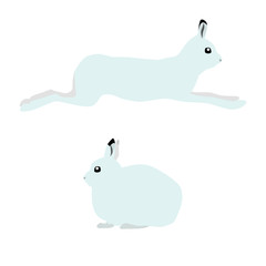 Vector illustration of running and sitting cute polar hares isolated on white background