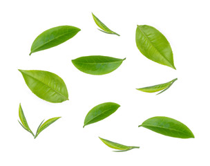Green tea leaf collection isolated on white background