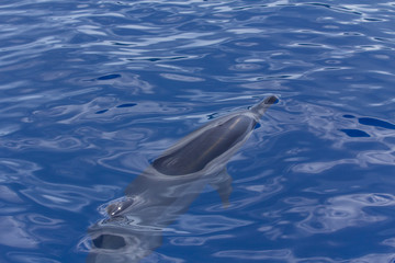 Obraz premium 小笠原の海を泳ぐハシナガイルカ