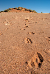 animal tracks in dry Namibia desert sand dune
