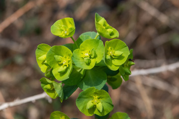 Spurge Inflorescence in Springtime