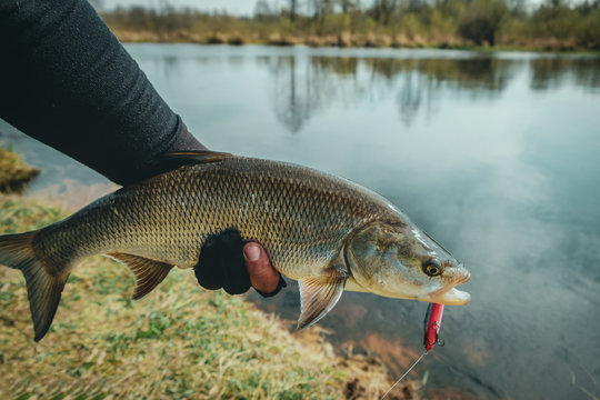 Fisherman holds asp in hand.