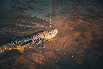 Trout on a hook