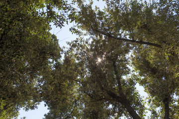 Fototapeta premium Sole tra le fronde