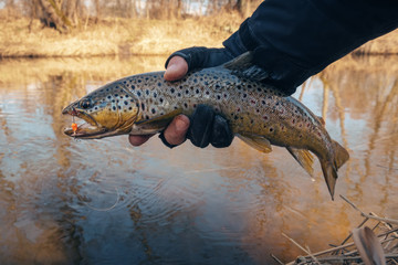 Obraz premium Beautiful trout in the hands of a fisherman.