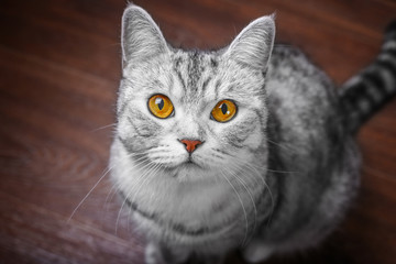 close up of scottish tabby cat