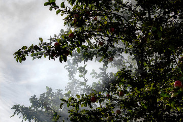 apple trees in smoke puffs, fumigating fruit trees to protect against caterpillars