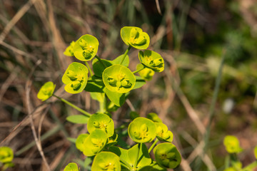 Spurge Inflorescence in Winter