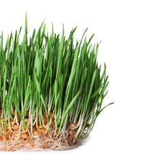Fresh sprouted wheat grass isolated on white