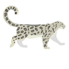 Vector illustration of walking snow leopard isolated on white background. 8 EPS