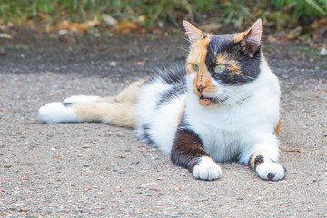 Naklejka na ściany i meble Beautiful tricolored cat is sitting on the road Backspace Adorable cat concept