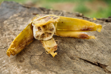 Musa balbisiana, A wild banana with seeds