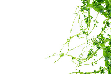 Heart shaped green leaves twisted vines liana jungle plant isolated on white background with clipping path.