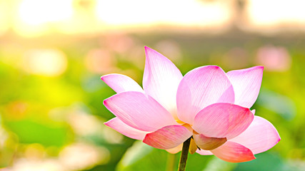 Royalty high quality free stock image of a pink lotus flower. The background is the lotus leaf and pink lotus flower and lotus bud in a pond