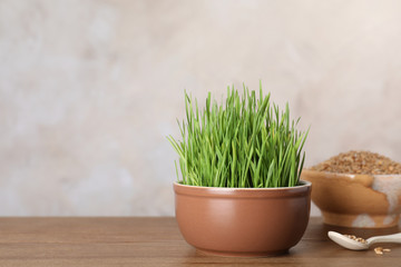 Bowl with wheat grass and seeds on table against color background. Space for text
