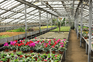 Many pots with blooming flowers and fresh seedlings in greenhouse. Home gardening