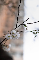 The Cherry Blossom tree at the Wuhan city, Hubei China. Every year of March, It’s time to travel to the Blossom park. Especially focus on the flower.