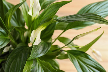 Flowers and leaves of peace lily on color background, closeup