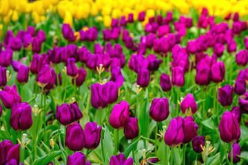 Obraz premium Tulip flower with green leaf background