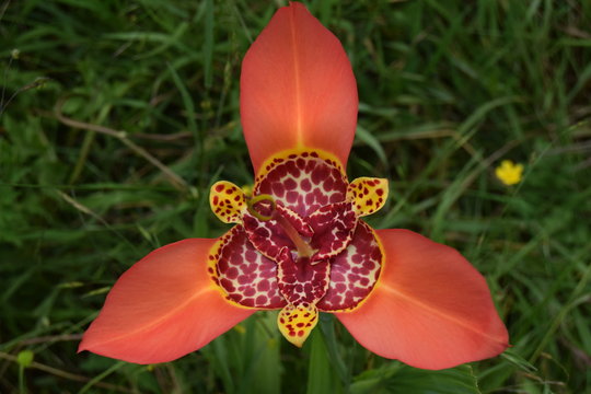 Trigidia pavonia Flor Mexicana de temporada de lluvia