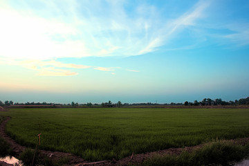 Obraz premium Rice field and blue sky