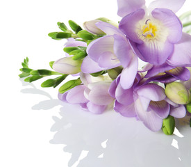 Bouquet of fresh freesia flowers isolated on white
