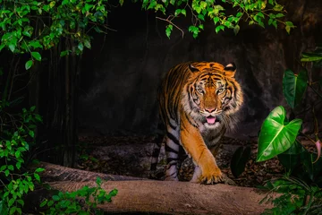 Poster Im Rahmen Der sibirische Tiger (Panthera tigris tigris) auch Amur-Tiger genannt © subinpumsom