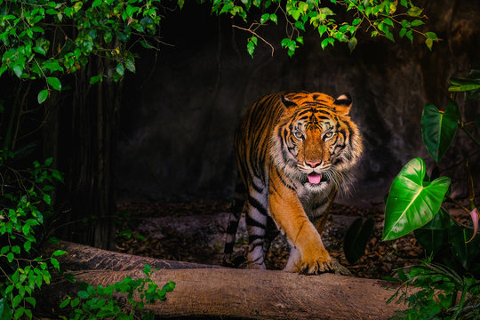 The Siberian tiger (Panthera tigris tigris) also called Amur tiger