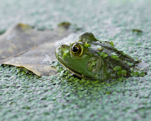 Frog Closeup