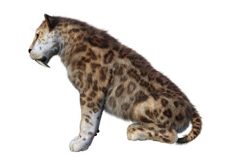 3D Rendering Sabertooth Tiger on White