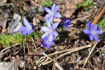 Concept of organic environment: blue hepatica nobilis, first snowdrop, wild forest in Belarus.