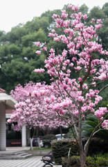 Pink magnolia flower on the spring time