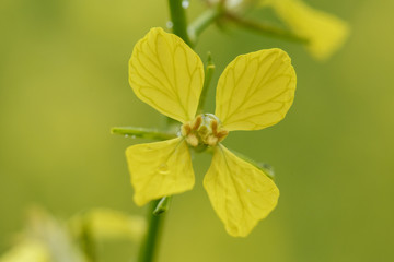 Yellow macro flower with the rain on it with the green grass background. small GRIP