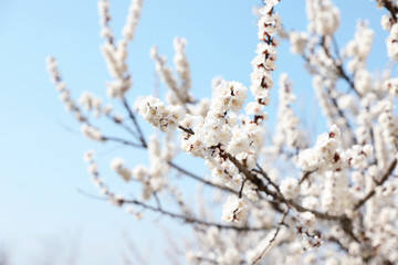 Beautiful apricot tree branches with tiny tender flowers against blue sky, space for text. Awesome spring blossom
