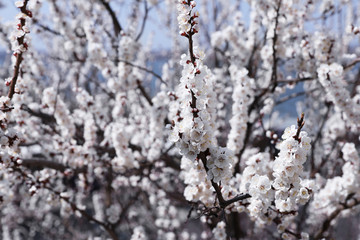 Beautiful apricot tree branches with tiny tender flowers outdoors, space for text. Awesome spring blossom