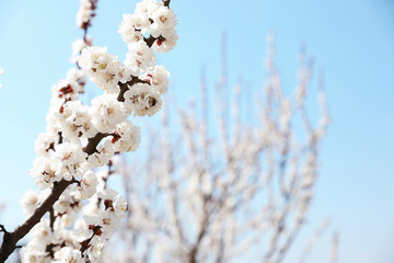 Beautiful apricot tree branches with tiny tender flowers against blue sky, space for text. Awesome spring blossom