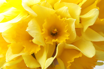 Beautiful daffodils as background, closeup. Fresh spring flowers