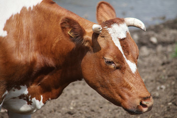 Red cow close-up.
