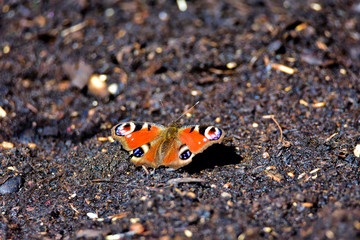 Fototapeta na wymiar Butterfly sitting on the ground