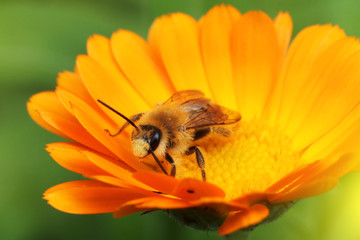 Bee on the yellow flower, collecting nectar. Shallow depth-of-field. With instagram style filter.
