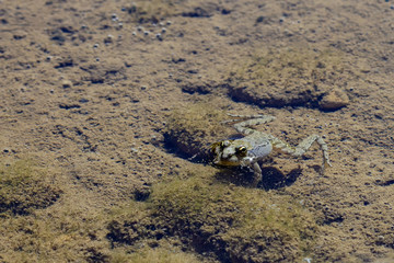 Frogs in their natural habitat.